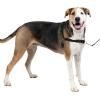 imagePetSafe Easy Walk NoPull Dog Harness  The Ultimate Harness to Help Stop Pulling  Take Control ampamp Teach Better Leash Manners  Helps Prevent Pets Pulling on Walks Large BlackSilverCharcoalBlack