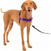 imagePetSafe Easy Walk NoPull Dog Harness  The Ultimate Harness to Help Stop Pulling  Take Control ampamp Teach Better Leash Manners  Helps Prevent Pets Pulling on Walks Large BlackSilverDeep PurpleBlack