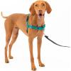 imagePetSafe Easy Walk NoPull Dog Harness  The Ultimate Harness to Help Stop Pulling  Take Control ampamp Teach Better Leash Manners  Helps Prevent Pets Pulling on Walks Large BlackSilverTealGray