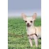 imagePetSafe Easy Walk NoPull Dog Harness  The Ultimate Harness to Help Stop Pulling  Take Control ampamp Teach Better Leash Manners  Helps Prevent Pets Pulling on Walks Large BlackSilverFawnBrown