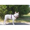 imagePetSafe 3 in 1 Dog Harness  No Pull Solution for Dogs  Reflective Dog Harness  Front DRing Clip Helps Stop Pulling  Comfortable Padded Straps  Top Handle Enhances Control  Plum  MediumPlum