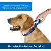 imagePetSafe Adjustable Martingale Collar  Only Tightens When Dogs Pull Prevents Slipping Out  Helps with Strong Pullers Increased Control  Alternative to Choke Collar  1quot Medium RedRed