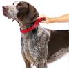 imagePetSafe Adjustable Martingale Collar  Only Tightens When Dogs Pull Prevents Slipping Out  Helps with Strong Pullers Increased Control  Alternative to Choke Collar  1quot Medium RedRed