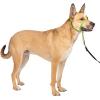 imagePetSafe Gentle Leader NoPull Head Collar for Dogs Dog Head Collar  The Ultimate Solution to Pulling Padded Nose Loop QuickSnap Neck Strap Dog Halter Medium  BlackApple Green
