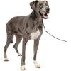 imagePetSafe Gentle Leader NoPull Head Collar for Dogs Dog Head Collar  The Ultimate Solution to Pulling Padded Nose Loop QuickSnap Neck Strap Dog Halter Medium  BlackBlack