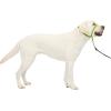 imagePetSafe Gentle Leader NoPull Head Collar for Dogs Dog Head Collar  The Ultimate Solution to Pulling Padded Nose Loop QuickSnap Neck Strap Dog Halter Medium  BlackApple Green