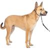 imagePetSafe Gentle Leader NoPull Head Collar for Dogs Dog Head Collar  The Ultimate Solution to Pulling Padded Nose Loop QuickSnap Neck Strap Dog Halter Medium  BlackCharcoal