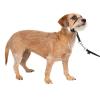 imagePetSafe Gentle Leader NoPull Head Collar for Dogs Dog Head Collar  The Ultimate Solution to Pulling Padded Nose Loop QuickSnap Neck Strap Dog Halter Medium  BlackBlack