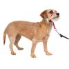 imagePetSafe Gentle Leader NoPull Head Collar for Dogs Dog Head Collar  The Ultimate Solution to Pulling Padded Nose Loop QuickSnap Neck Strap Dog Halter Medium  BlackRaspberry