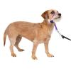 imagePetSafe Gentle Leader NoPull Head Collar for Dogs Dog Head Collar  The Ultimate Solution to Pulling Padded Nose Loop QuickSnap Neck Strap Dog Halter Medium  BlackDeep Purple