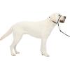 imagePetSafe Gentle Leader NoPull Head Collar for Dogs Dog Head Collar  The Ultimate Solution to Pulling Padded Nose Loop QuickSnap Neck Strap Dog Halter Medium  BlackCharcoal