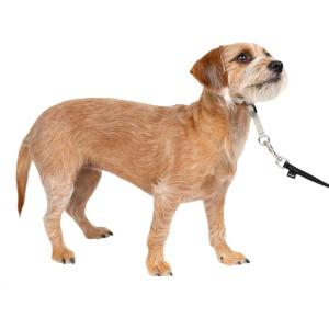 imagePetSafe Gentle Leader NoPull Head Collar for Dogs Dog Head Collar  The Ultimate Solution to Pulling Padded Nose Loop QuickSnap Neck Strap Dog Halter Medium  BlackSilver
