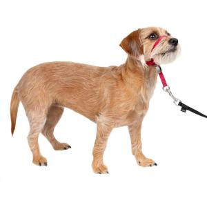 imagePetSafe Gentle Leader NoPull Head Collar for Dogs Dog Head Collar  The Ultimate Solution to Pulling Padded Nose Loop QuickSnap Neck Strap Dog Halter Medium  BlackRed
