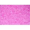 imageFresh Step Cat Litter Crystals In Fresh Scent Cat Litter Box Deodorizer Combats Cat Odors and Neutralizes Smells to Keep Your Home Clean 15 Ounces Pack of 1Sweet Blossom