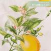 imageMaison dHermine Table Runner 100 Cotton Single Layer Easter Table Runners 72 inches Long Home Kitchen Dining Party ampamp Camping  Easter Decorations Spring ampamp Summer Printemps 1450quot x 72quot01  Limoncello