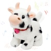 Cow-Black