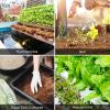 imageVIVOSUN AllinOne Concentrated Plant Additive NutriBoost 001 AllPurpose Liquid Fertilizer and Bloom Juice 064 Flowering Supplement Liquid Fertilizer for Flowering Stage Concentrated Plant