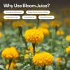 imageVIVOSUN Plant Food Nutrients Base A401 ampamp B142 Bundle and Bloom Juice 064 Flowering Supplement Liquid Fertilizer for Flowering Stage Concentrated Plant Food for All Flowering Plants