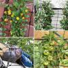 imageVIVOSUN 5 x 5Ft Elastic Trellis Netting with 4 Hooks for Climbing Plants Vegetables Fruits and Flowers 1Pack2x2ft stretched size3mm d